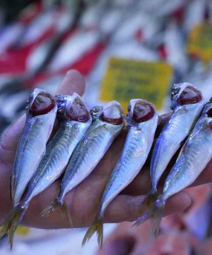 Sezonun sonuna gelinirken istavritin kilosu 70 TL'ye düştü