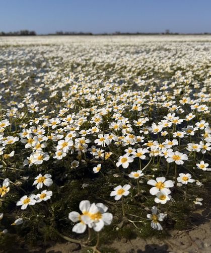 Su papatyaları baharın güzelliklerini yansıtıyor