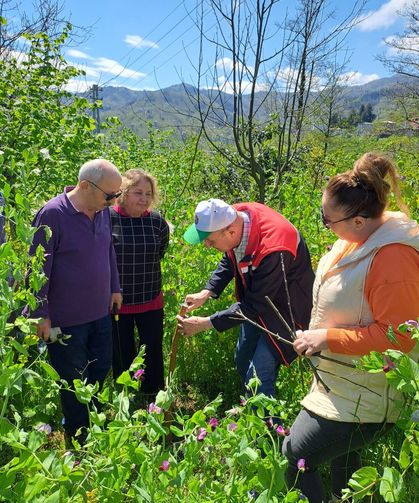 Arsin’de meyve aşılaması eğitimi üreticilere umut oldu