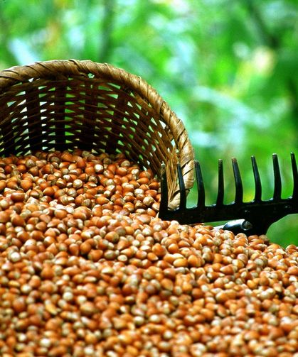 Ticaret borsalarında 8 ayda 298 bin tonu aşkın fındık işlem gördü