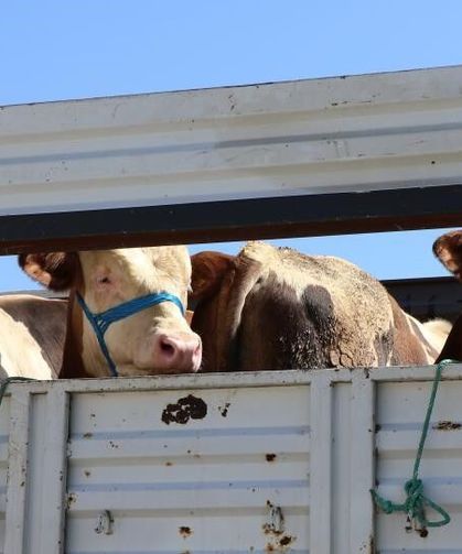 Bayburt'ta kurbanlık hayvan sevkleri için uyarı