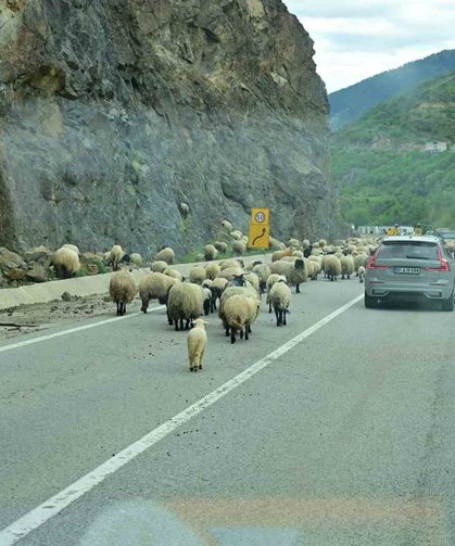Gümüşhane yaylalarına geleneksel küçükbaş hayvan göçü başladı