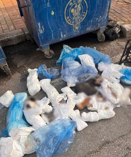 İzmir'deki kedi vahşetinde veteriner hekim serbest kaldı, başsavcılık itiraz etti