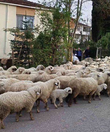 Ordu'da koyunların yayla yolculuğu