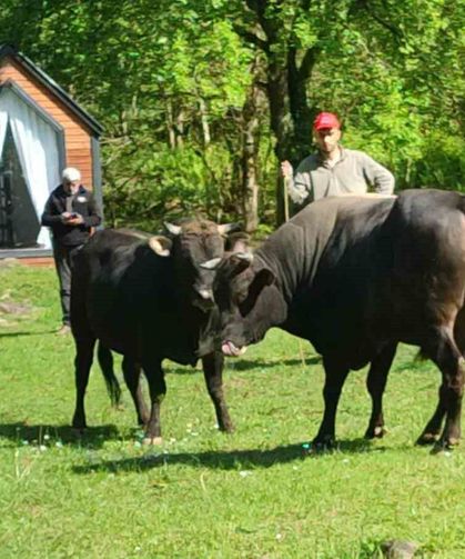 Rize'de boğalar arenaya hazırlanıyor