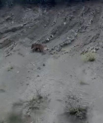 Yamaçtan kayan ayı gülümsetti