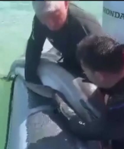 Polisi derede mahsur kalan yunusu kurtardı