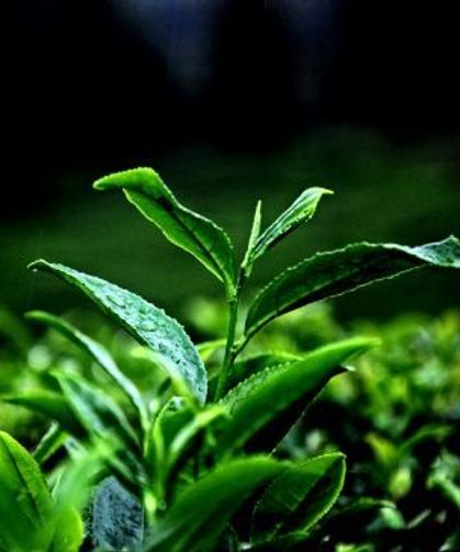 Rize Ziraat Odası Başkanı Arslan'dan üreticilere çay hasadına ara verilmesi çağrısı