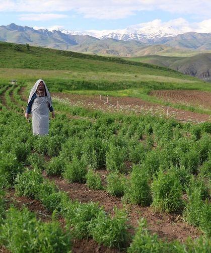 Bayburt'ta kadın üreticinin yetiştirdiği 'tarhun' ihraç ediliyor