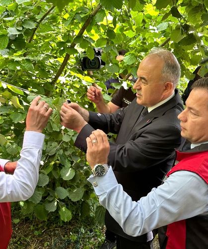Ordu'da 300 bin samuray arının doğaya salınmasına başlandı