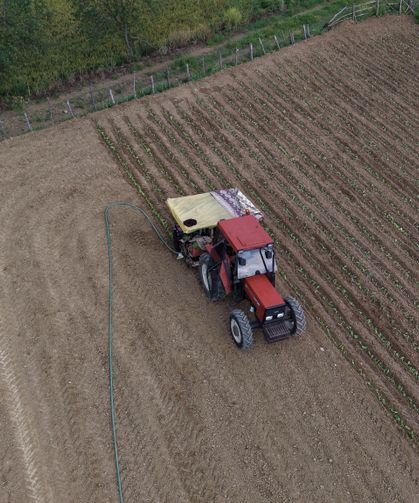 Samsun'un Alaçam ilçesinde 700 çiftçi 4 bin dekar alanda tütün dikimine başladı