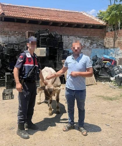 Ahırdan çalınan büyükbaş hayvan bulundu
