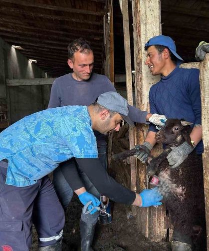 Bayburt'ta küçükbaş hayvanlara yönelik kimliklendirme ve aşılama çalışmaları sürüyor