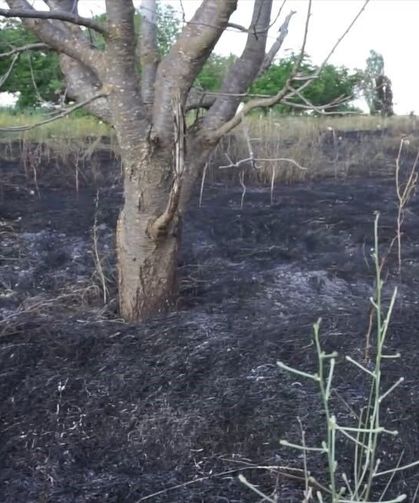 Burdur'da 15 dönümlük alan yangında zarar gördü