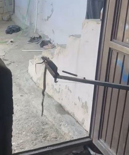 Eve giren yılan yakalanarak doğaya bırakıldı