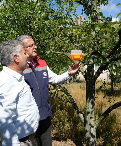 Meyvelerin en büyük düşmanına Samsun'da savaş açıldı