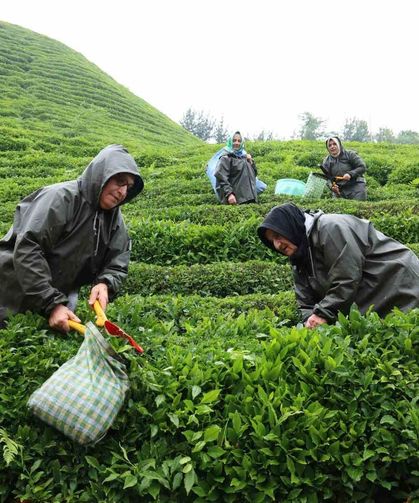Rize'de çay tarımı yeniden şekilleniyor: Migros'tan stratejik adım