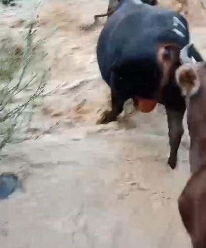 Yusufeli'nde taşan dereden geçen büyükbaş hayvanlar kamerada