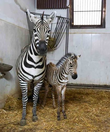 Bursa Hayvanat Bahçesi'nde zebra ailesi büyüyor