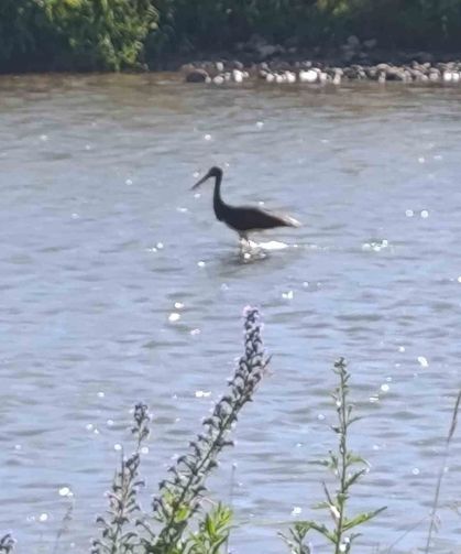 Çoruh Nehri'nde balık avlayan kara leylek kamerada