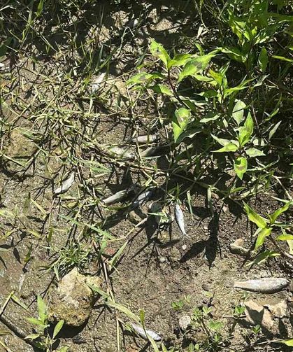 Derede toplu balık ölümleri: Mahalleli kalıcı çözüm istiyor