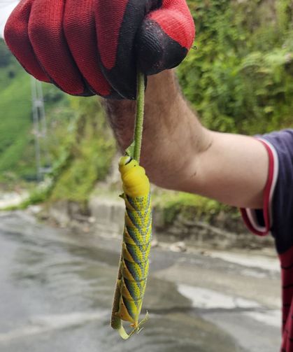 Doğu Karadeniz'in böceklerle imtihanı