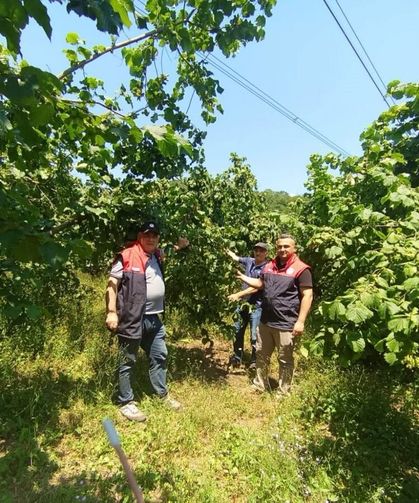 Fındık rekolte tespit çalışmaları Düzce'de başladı