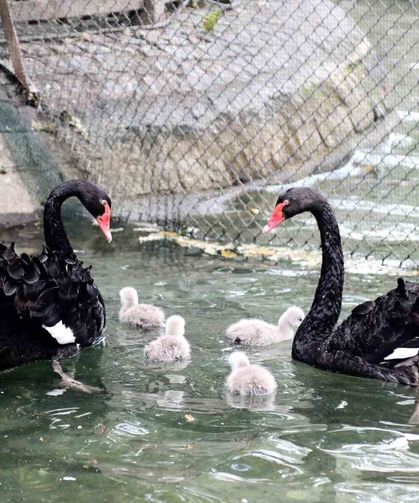 Kuğulu Park yavru kuğularıyla ilgi çekiyor