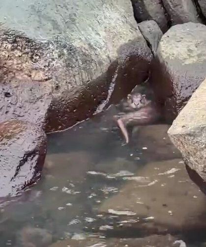Ordu'da kayalıkların arasında avlanan su samuru görüntülendi