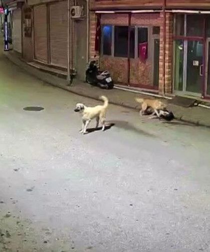 Ordu'da küçük çocuk sokak köpeklerinin saldırısına uğradı