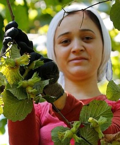 Ordu'da fındıkta işçi yevmiyesi ve diğer ücretler açıklandı