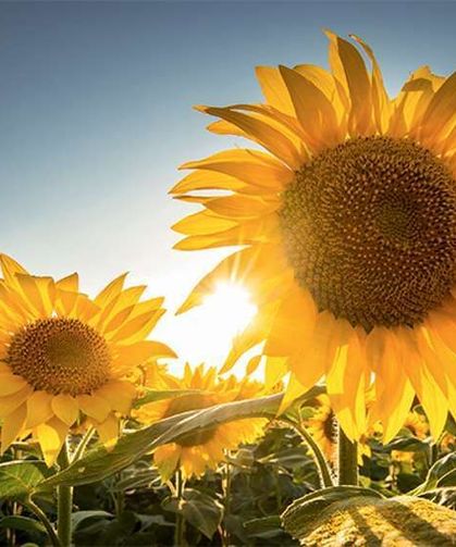 Ayçiçeğinde Yeni Dönem: Üreticiyi Koruyan İthalat Düzenlemesi