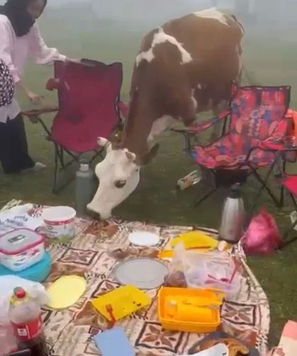 Rize’de Piknik Sofrasına Davetsiz Misafirler: Kovalamaca Güldürdü