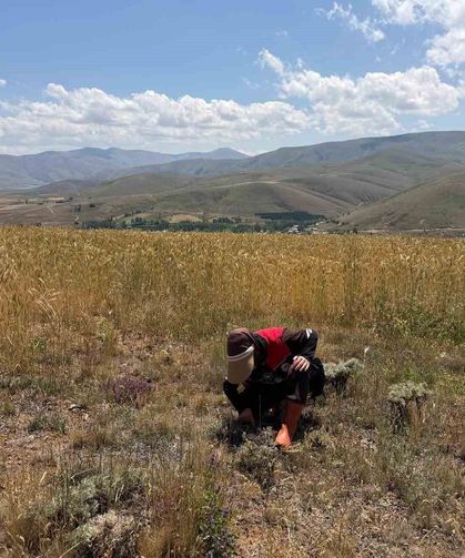 Bayburt'ta ekili alanlarda zararlı takibi devam ediyor