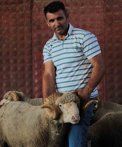 Milyonluk yerli koçun erkek üçüz yavrusu oldu