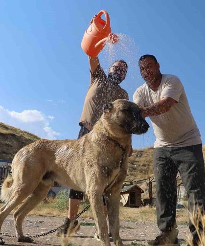 Sıcaktan bunalan dünyaca ünlü Anadolu aslanları, kışı özlemle bekliyor
