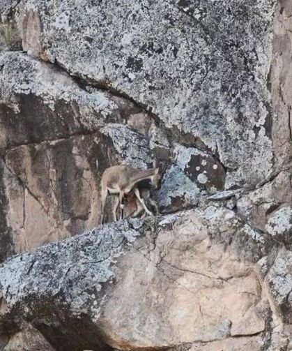Anne dağ keçisi yavrusunu kayalıkların arasında emzirdi