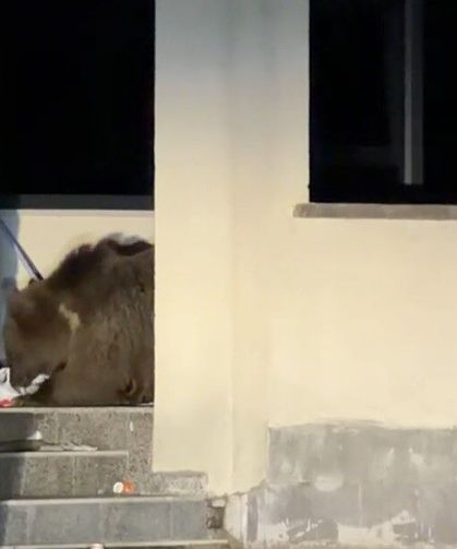 Ayı avluya girdi, vatandaş araçta mahsur kaldı: Sarıkamış'ta 'kim önce çıkacak' bekleyişi