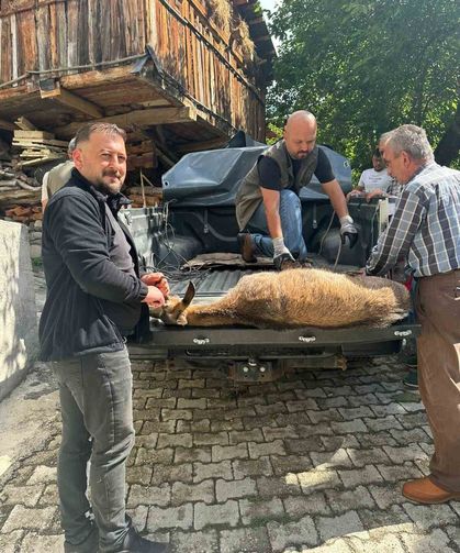 Halsiz düşen yaban keçisi köye sığındı