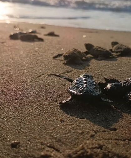 Sürpriz yuvadan 67 caretta caretta yavrusu çıktı