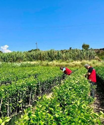 Fidan üretim alanlarında hastalık kontrolleri yapıldı