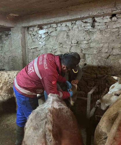 Aydıntepe'de şap aşılama ve küpeleme çalışmaları yeni yerleşimlerde devam ediyor