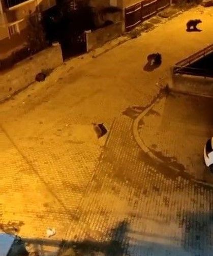 Ayılar mahalleyi istila etti