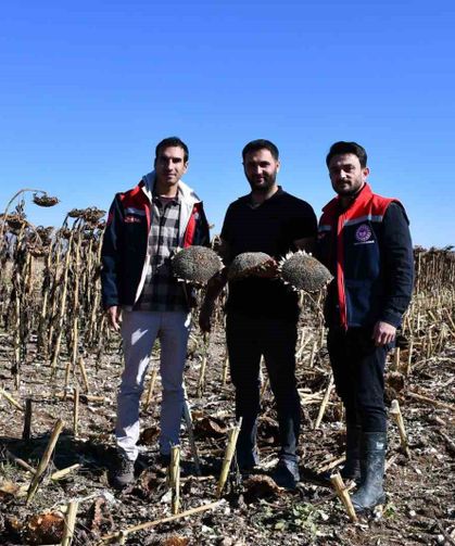 Bayburt'ta ayçiçeği tarlalarında hasat kontrolleri yapıldı