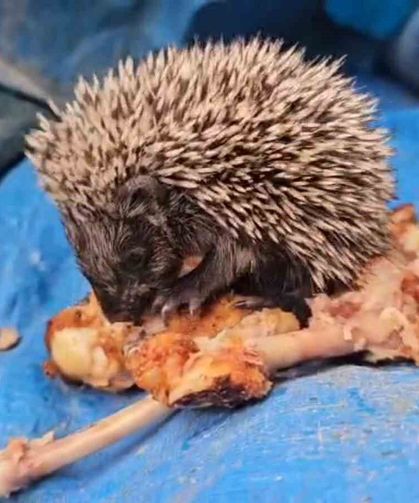Bolu'da yavru kirpiyi tavuk kanadıyla besledi