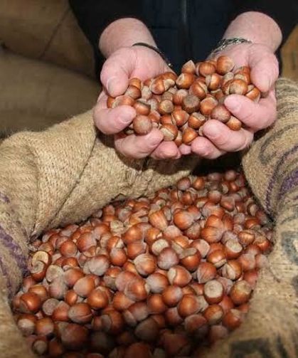 Giresun'da serbest piyasada fındık fiyatı 185 liraya geriledi