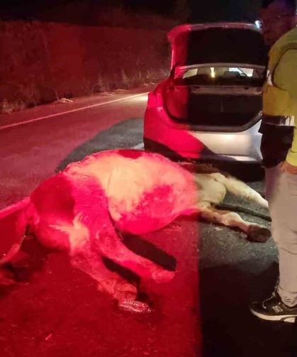 Otomobil büyükbaş hayvana çarptı: 1 yaralı