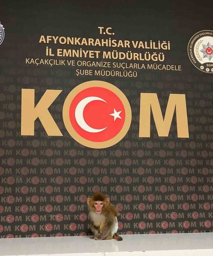 Polis yaptığı baskında nesli tükenmekte olan maymun yakaladı