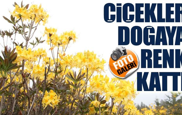 Giresun Yaylaları Orman Gülleriyle Renk Cümbüşüne Büründü