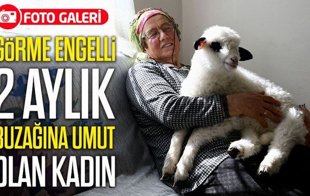 Kuzusunu Yanından Ayırmayan Kadın, Görme Engelli Buzağıya da Işık Oluyor